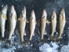 Sweet's Fishing Walleye Catch