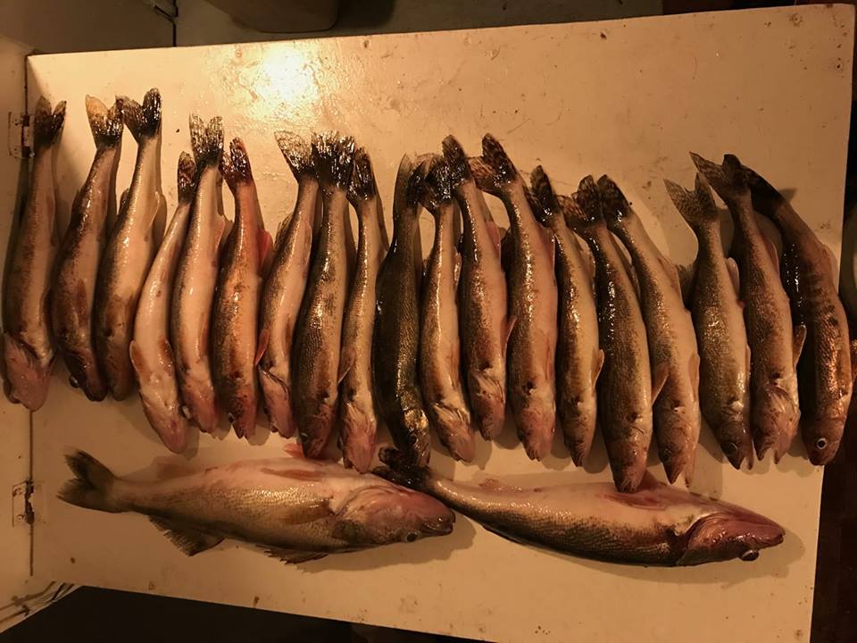 Full Table of Fish